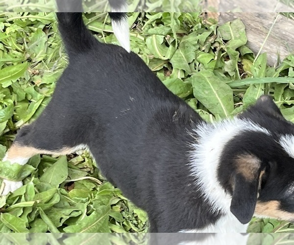 Medium Photo #1 Border Collie Puppy For Sale in VALLEY, WA, USA