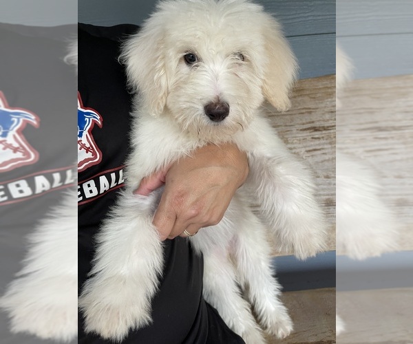 Medium Photo #5 Sheepadoodle Puppy For Sale in PERKINSTON, MS, USA