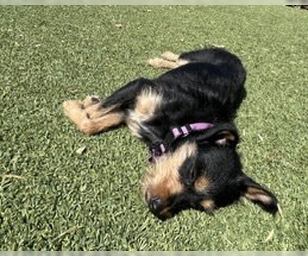 Medium Photo #6 Mutt Puppy For Sale in Corona, CA, USA
