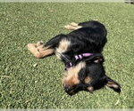Small #5 Mutt