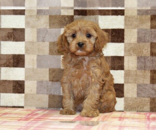 Medium Photo #3 Cavapoo (Miniature) Puppy For Sale in DENVER, PA, USA