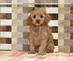 Small #2 Cavapoo (Miniature)