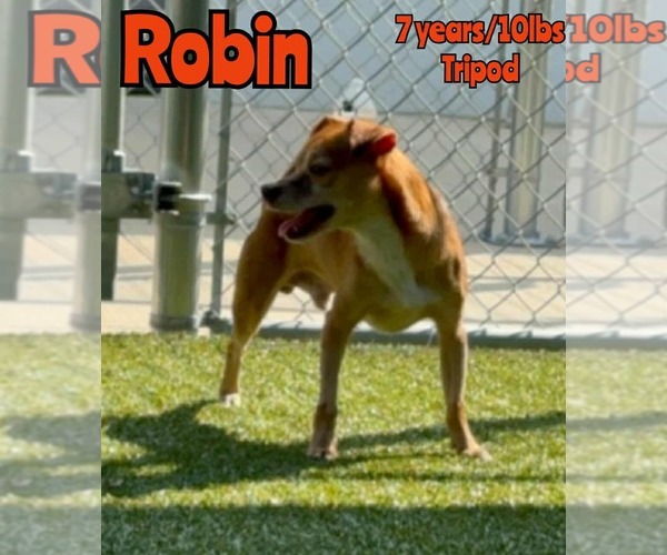 Medium Photo #2 Chihuahua-Unknown Mix Puppy For Sale in Woodbury, NY, USA