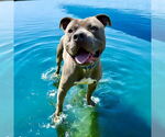Small #1 American Pit Bull Terrier