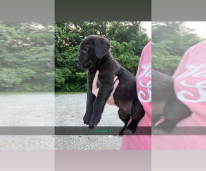Cane Corso Puppy for sale in JAMESTOWN, MO, USA