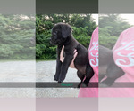 Small Cane Corso