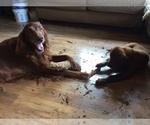 Small Photo #1 Irish Setter Puppy For Sale in CLEVELAND, TN, USA