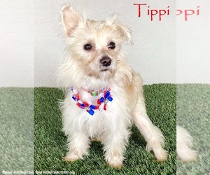 Maltese-Unknown Mix Dogs for adoption in San Diego, CA, USA