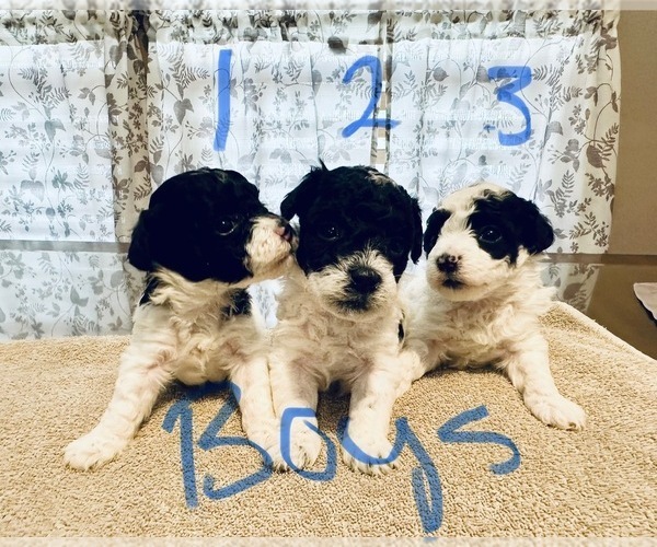 Medium Photo #3 Poodle (Toy) Puppy For Sale in LOOGOOTEE, IN, USA