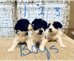 Small Photo #3 Poodle (Toy) Puppy For Sale in LOOGOOTEE, IN, USA