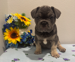 Small #8 French Bulldog