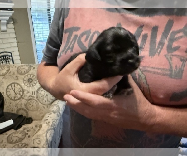 Medium Photo #4 Schweenie Puppy For Sale in DOTHAN, AL, USA