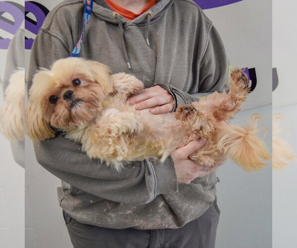 Medium Photo #5 Shih Tzu Puppy For Sale in Huntley, IL, USA