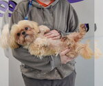 Small #4 Shih Tzu