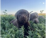 Puppy Gaston Labrador Retriever