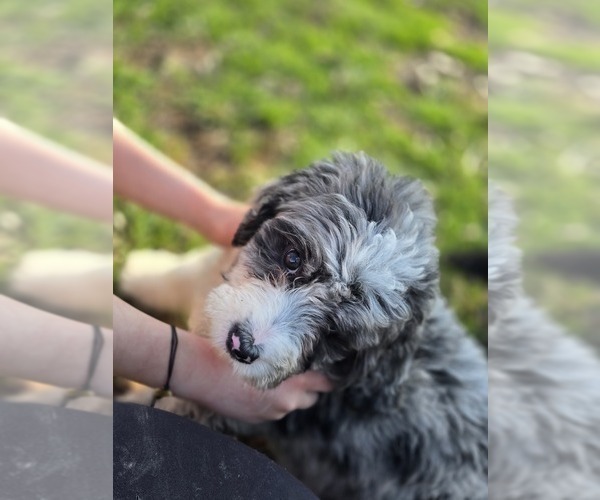 Medium Photo #3 Bernedoodle Puppy For Sale in GREENWOOD, IN, USA