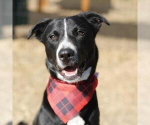 Labrador Retriever-Unknown Mix Dogs for adoption in San Antonio, TX, USA