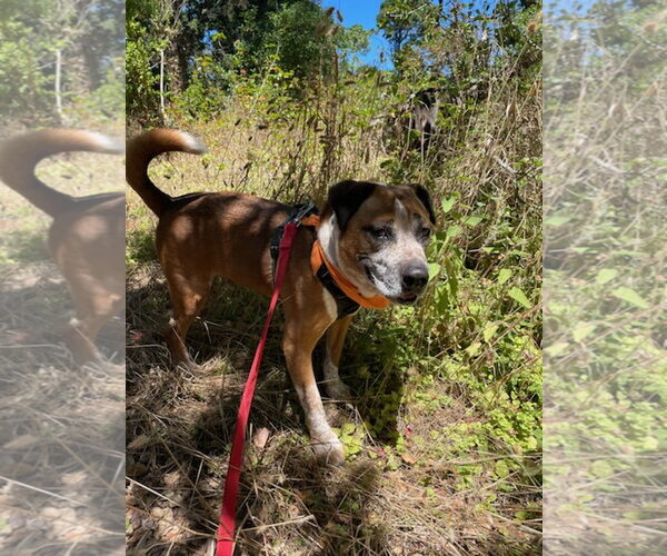 Medium Photo #3 Mutt Puppy For Sale in Salinas, CA, USA