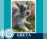 Small #2 Shih Tzu Mix