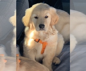 English Cream Golden Retriever Puppy for sale in MERCED, CA, USA