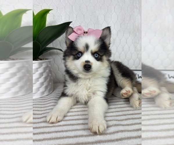 Medium Photo #5 Pomsky Puppy For Sale in GREENFIELD, IN, USA