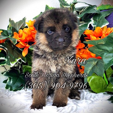 Medium Photo #1 German Shepherd Dog Puppy For Sale in MIAMI, FL, USA