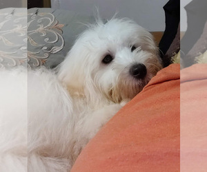 Father of the Coton de Tulear puppies born on 09/02/2022