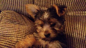 Yorkshire Terrier Puppy for sale in LIZELLA, GA, USA