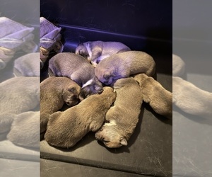 American Pit Bull Terrier-Siberian Husky Mix Litter for sale in BEDFORD, NH, USA