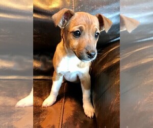 Jack Russell Terrier-Jug Mix Puppy for sale in STAFFORD SPRINGS, CT, USA