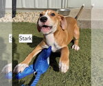 Stark - Male Beagle-Unknown Mix Dog for Adoption - Small photo