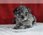 Small Photo #3 Sheepadoodle Puppy For Sale in DUNDEE, OH, USA