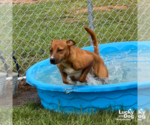 Small #2 Retriever  Mix