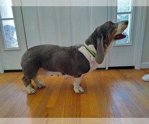 Basset Hound Puppy for sale in CANTON, GA, USA