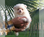 Small Photo #1 Pomeranian Puppy For Sale in PALM BCH GDNS, FL, USA