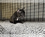 Small Photo #19 French Bulldog Puppy For Sale in WACO, TX, USA