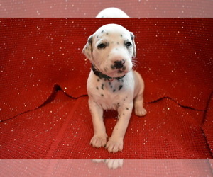 Dalmatian Puppy for sale in HUNTINGTON, AR, USA