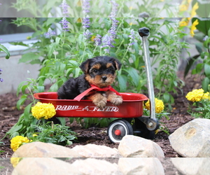 Yorkshire Terrier Puppy for sale in HUMBOLDT, IL, USA