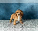 Puppy Tad Cocker Spaniel