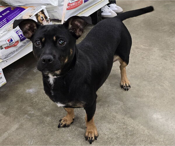 Medium Photo #4 Dachshund-Unknown Mix Puppy For Sale in Missouri City, TX, USA