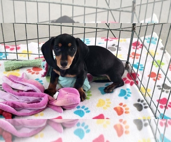 Medium Photo #9 Dachshund Puppy For Sale in ORO VALLEY, AZ, USA