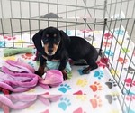 Small #8 Dachshund