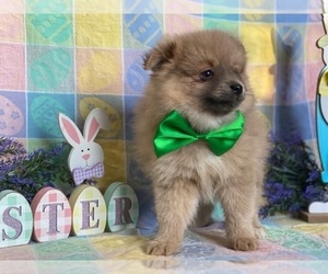 Pomeranian Puppy for sale in LANCASTER, PA, USA