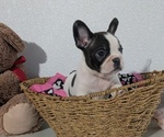 Small #2 Faux Frenchbo Bulldog