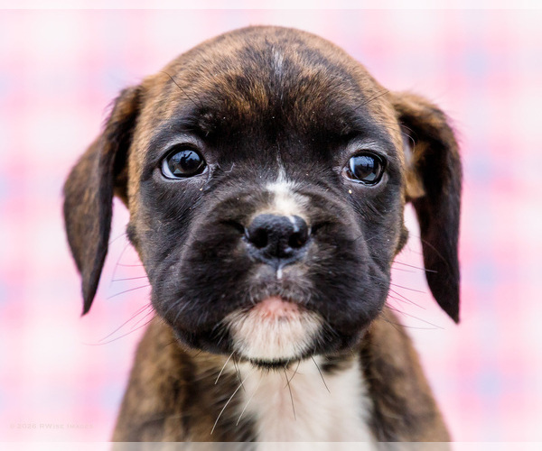 Medium Photo #87 Boxer Puppy For Sale in WAKARUSA, IN, USA