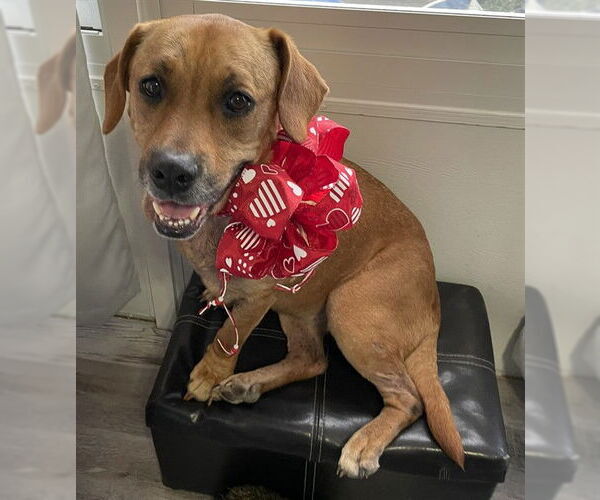 Medium Photo #2 Black Mouth Cur Puppy For Sale in Ocala, FL, USA