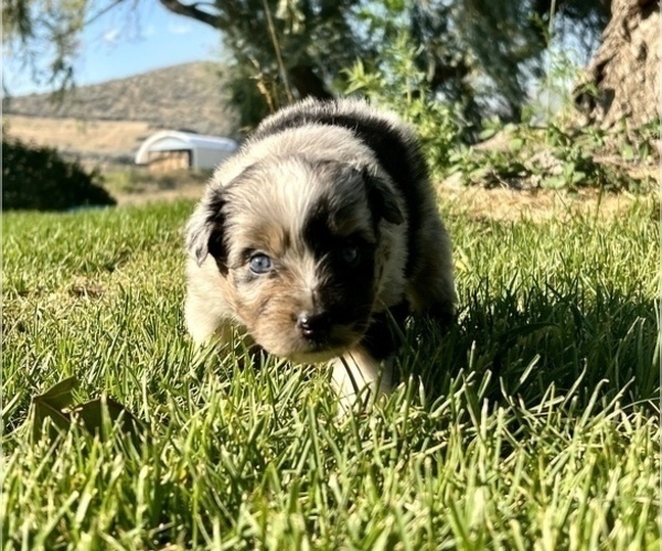 Medium Photo #2 Miniature Australian Shepherd Puppy For Sale in TONASKET, WA, USA