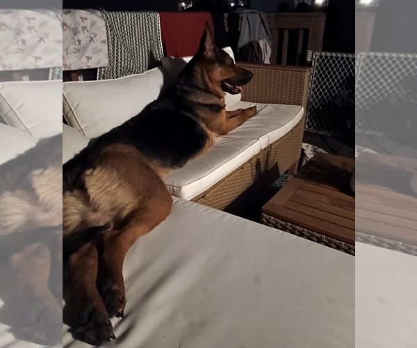 Medium Photo #2 German Shepherd Dog Puppy For Sale in Kankakee, IL, USA