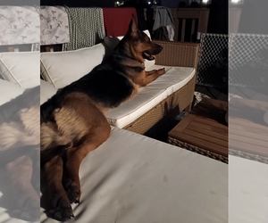 Mocha - Female German Shepherd Dog Dog for Adoption - Photo #2