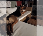 Small #1 German Shepherd Dog